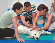 Tierphysio Web1