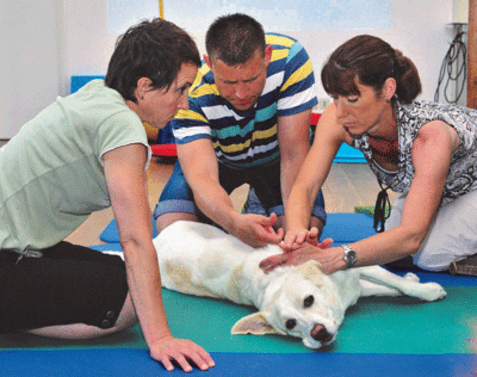 Tierphysio Web1